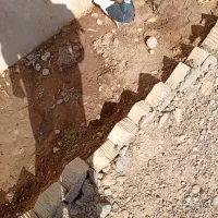 کبوتر طوقی|پرنده|اقلید, |دیوار