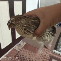 بلدرچین