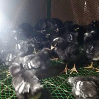 باجوجه‌مرغی که بهت میدم، دیگه تخم‌مرغ از بیرون نخر|حیوانات مزرعه|لنگرود, |دیوار