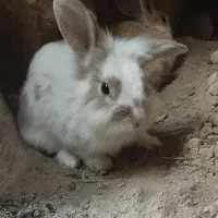 خرگوش