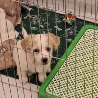 شیتزو اشپیتز