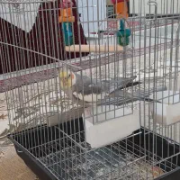 طوطی هلندی|پرنده|بروجرد, |دیوار