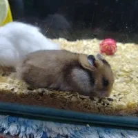 همستر|موش و خرگوش|کرج, کیانمهر|دیوار