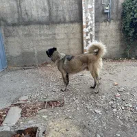 توله سگ سرابی ژرمن|سگ|تهران, جوادیه|دیوار