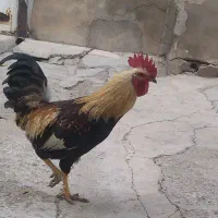 خروس محلی|حیوانات مزرعه|ضیاء آباد, |دیوار