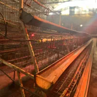 قفس منبری مرغ تخمگذار|لوازم جانبی حیوانات|ری, فیروزآباد|دیوار