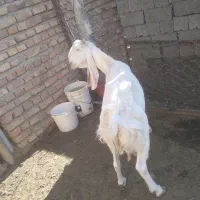 بز گلابی اصیل|حیوانات مزرعه|ایرانشهر, |دیوار