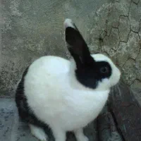 دوعدد خرگوش باهوش پشمالو تپلو