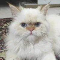 گربه پرشین ردپوینت