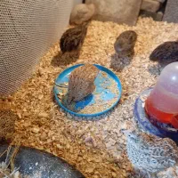 بلدرچین هر قیمتی موجود است از یک روز تا ۹۰ روزه|حیوانات مزرعه|اسالم, |دیوار