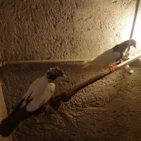 کبوتر|پرنده|تبریز, |دیوار