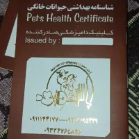 توله پوینتر شکاری|سگ|رودسر, |دیوار