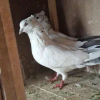 یک جفت کفتر کله دم سبز