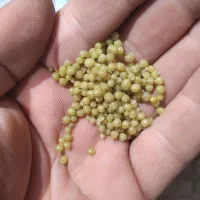 کود دی آمونیوم فسفات پتروشیمی یا کود ریشه|خدمات باغبانی و درختکاری|ملایر, |دیوار