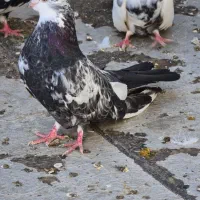 کبوتر دمبی|پرنده|میانه, |دیوار