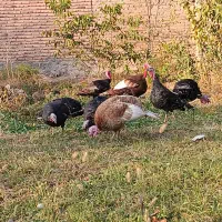 فروش بوقلمون