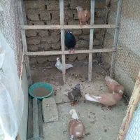 کفتر|پرنده|تربت‌حیدریه, قائم|دیوار