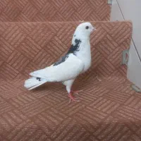 نر کفتر پرشی