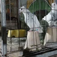 طوقی|پرنده|اصفهان, ارداجی|دیوار