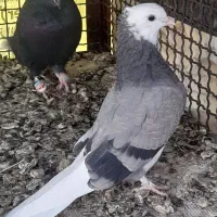 شازده سبز کلای نر بدون ایراد|پرنده|بم, |دیوار