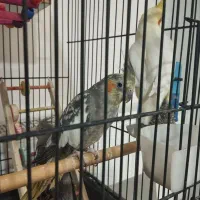 عروس هلندی معاوضه با کبوتر