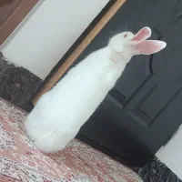 خرگوش خانگی|موش و خرگوش|مهاباد (آذربایجان غربی), |دیوار