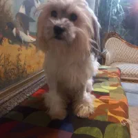 واگذاری سگ آپارتمانی|سگ|تهران, فاطمی|دیوار