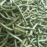 لوبیا سبز تازه