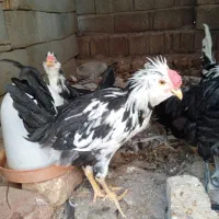 فروش یک جفت جوجه لاری ۴ ماهه و گلین ۵ ماهه اصل