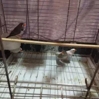 دو جفت فنچ مولد