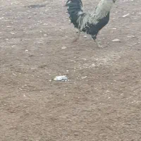 خروس|حیوانات مزرعه|اسلام‌‌آباد غرب, |دیوار