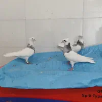 کبوتر جفتی طوق سرور با جوجه