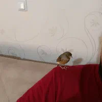 قناری دستی|پرنده|تهران, ترمینال غرب|دیوار
