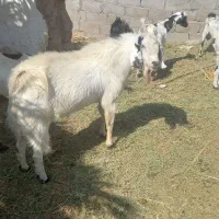 نری ویک گیسه چاق