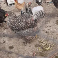 مرغ برهما|حیوانات مزرعه|جوادآباد, |دیوار