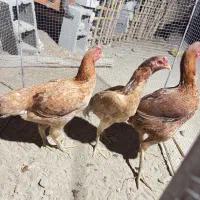 مرغ اصیل|حیوانات مزرعه|میناب, |دیوار