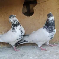 تعدادی کبوترپرشی معاوضه با سره