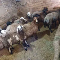 شیشک ماده ۳۸ عدد