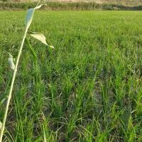 برنج‌‌شیخدراباد ایدوغموش|خوردنی و آشامیدنی|میانه, |دیوار