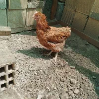مرغ لری عشایر