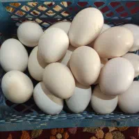تخم مرغ نطفه دار گلین