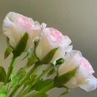 رز هلندی بزرگ