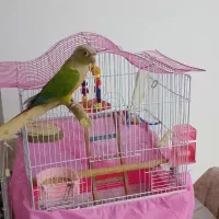 طوطی گرینچیک|پرنده|فردیس, شهرک شهید حسینی|دیوار