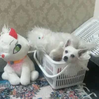 واگذاری سگ|سگ|فولادشهر, C4|دیوار