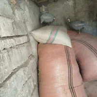 شاخک