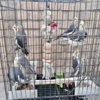 پرنده عروس بالغ