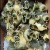 جوجه غاز یکروزه فروشی