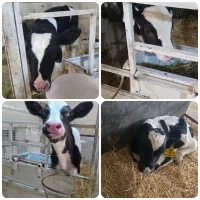 گوساله شیرخوار