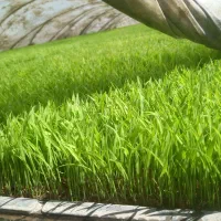 تیم اماده نشا دستگاهی طارم هاشمی