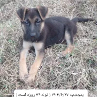 توله سگ ژرمن اصل ( نر ) ۸۸ روزه|سگ|لاهیجان, خمیر کلایه|دیوار
